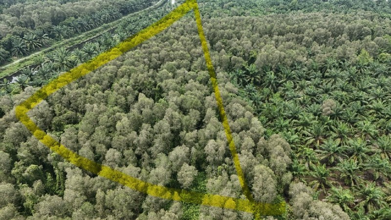 Tanah Pertanian Freehold Sg Raya Mukim Pasir Panjang Port Dickson — gambar 5